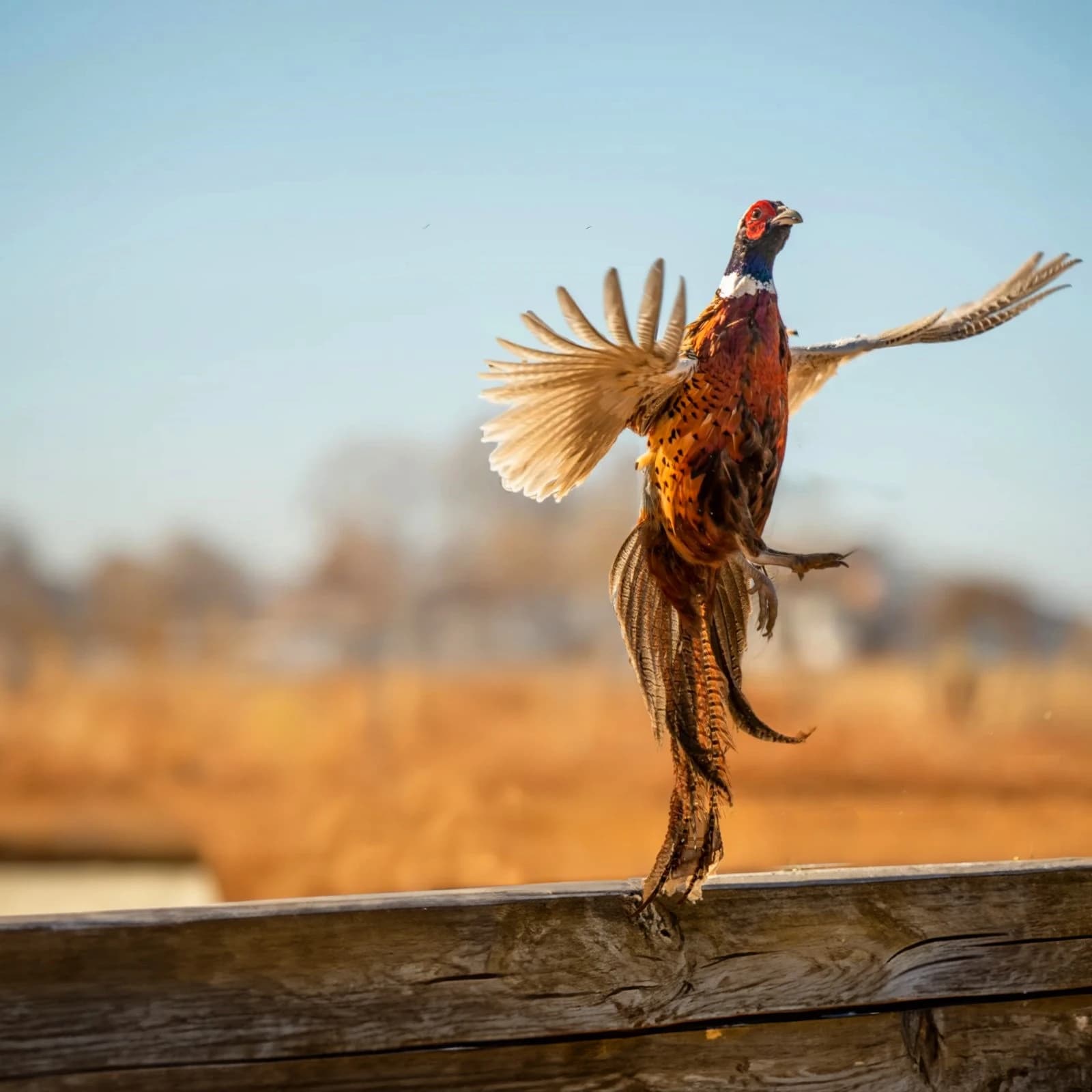 Pheasant Tower Shoot (February 1st 2025)