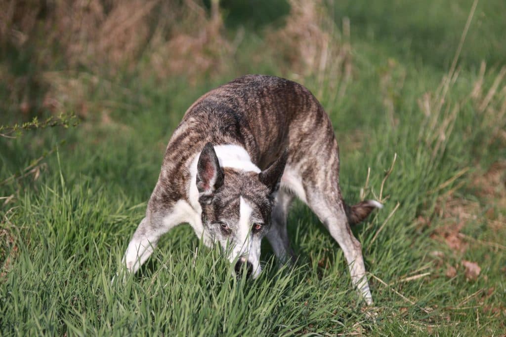 How to Read Animal Tracks and Signs: A Guide for Hunters