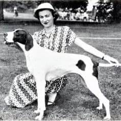 English Pointer: The Ultimate Hunting Companion